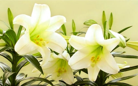 ��ϲ���ٺϻ�����