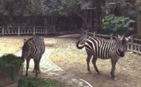 礼让斑马线作文15篇