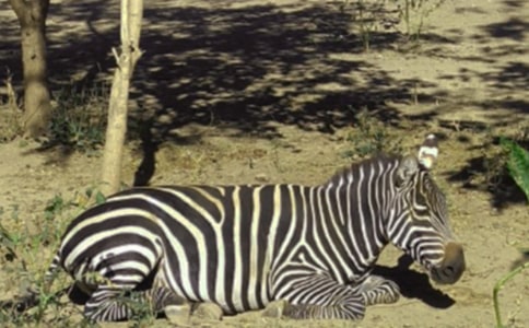 礼让斑马线作文9篇