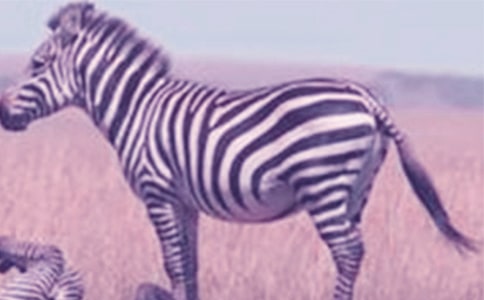 文明礼让斑马线作文