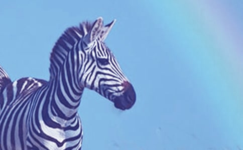 ���ð���������9ƪ(����)