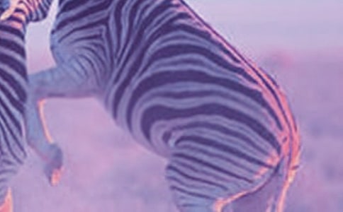 �йذ����ߵ�����