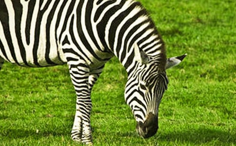 文明礼让斑马线作文 (15篇)