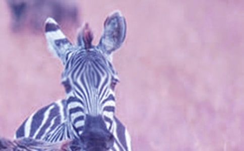 ���ð���������(9ƪ)