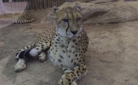 描写豹子的句子