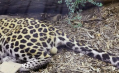 ������ս����