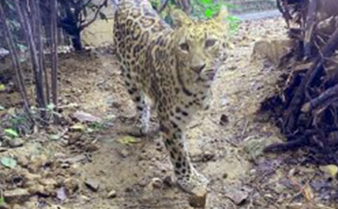 像豹子一样生活