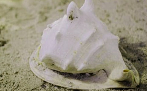 海边拾贝壳作文7篇