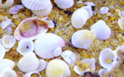 描写贝壳的句子