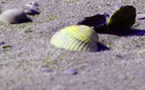 最新捡贝壳作文1范文