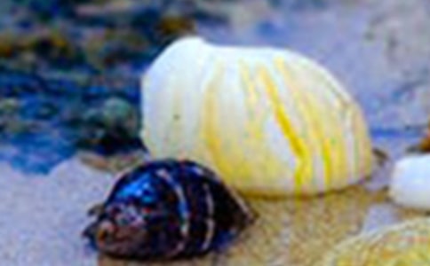 关于贝壳的作文