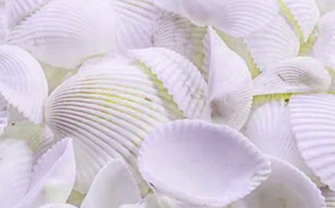 【合集】贝壳的作文15篇