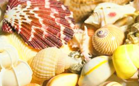 描写贝壳的作文