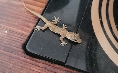 壁虎的秘密作文汇总9篇