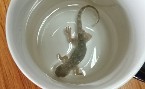 小壁虎作文(15篇)