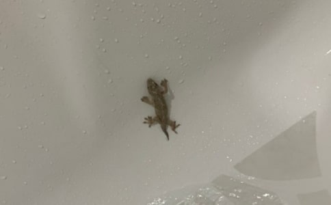 壁虎的启示优秀作文(精选3篇)