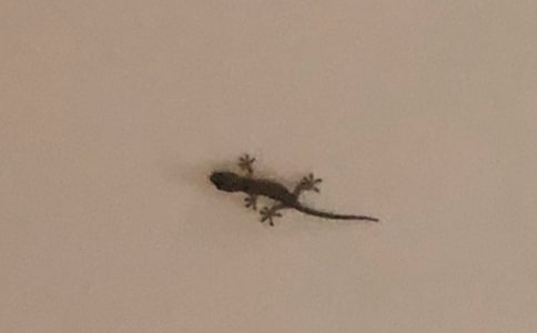 �ڻ�С����