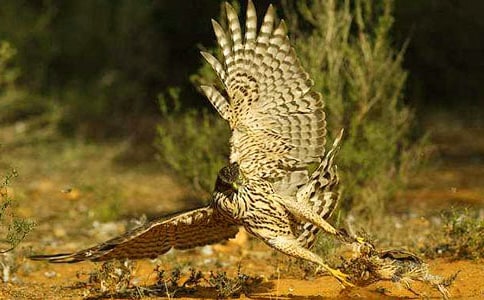 袁良才《最后的苍鹰》阅读答案