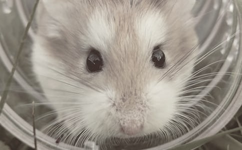 小仓鼠作文汇编(7篇)