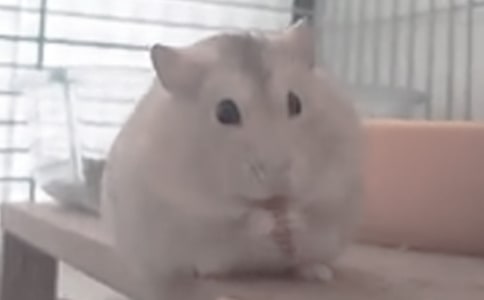 [����]С��������