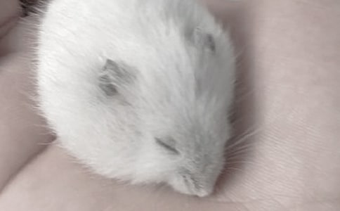 小仓鼠作文(优)