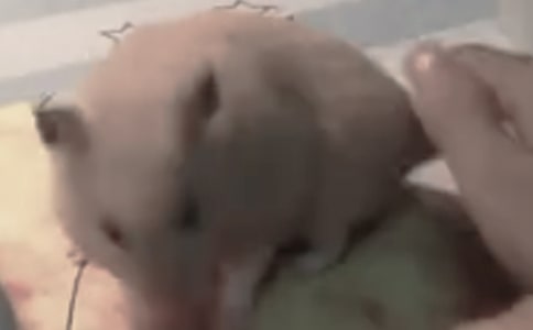 仓鼠的自述作文15篇