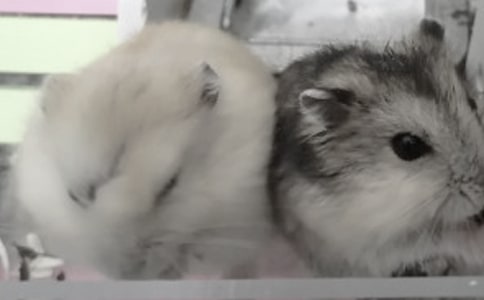 �ɰ���С��������5ƪ