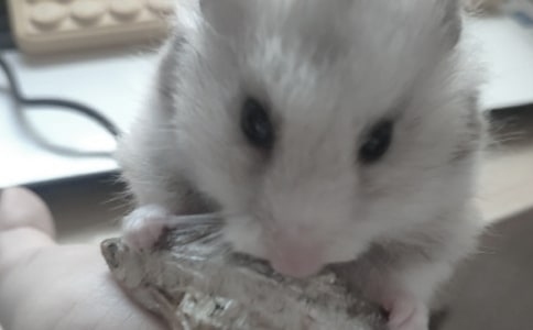 �ɰ���С��������(���2ƪ)