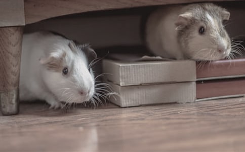 【热】仓鼠的作文