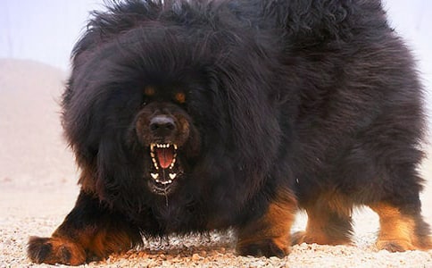 我家的藏獒作文