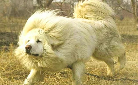 �����Ĳ��ᡷ�����