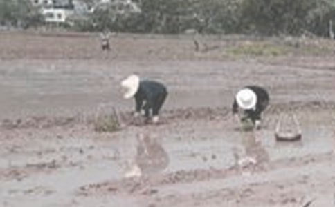 ��������˵�θ�