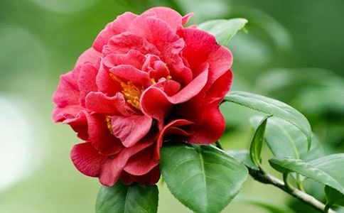 ���ڲ軨�����ļ���9ƪ