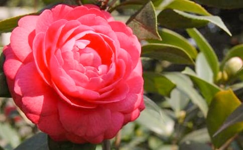 ɽ�軨���ģ�����15ƪ��