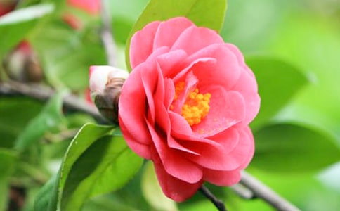 山茶花的作文(集合15篇)