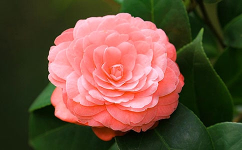 山茶花现代文阅读答案