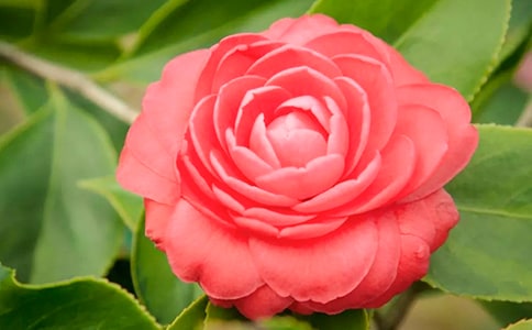 ������ɽ�軨������15ƪ