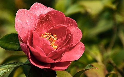 茶花的作文(经典)