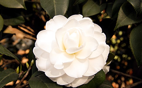 山茶花作文汇编(15篇)