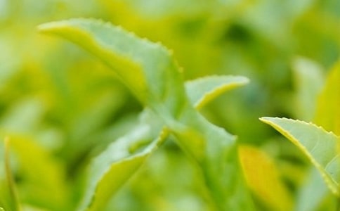 �ɲ�Ҷ����