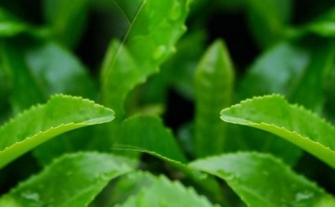 摘茶叶作文11篇