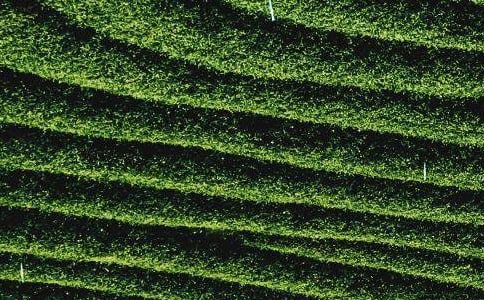 参观中国茶叶博物馆作文