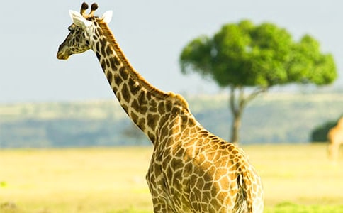 ����¹������