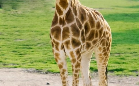 长颈鹿的围巾作文