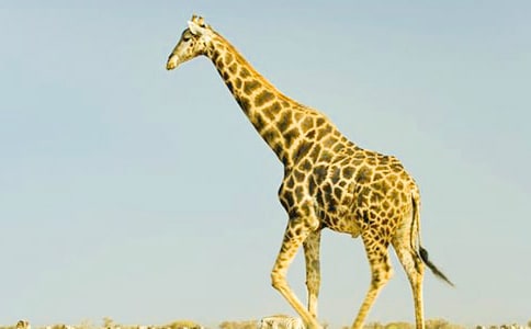 长颈鹿的围巾作文(7篇)