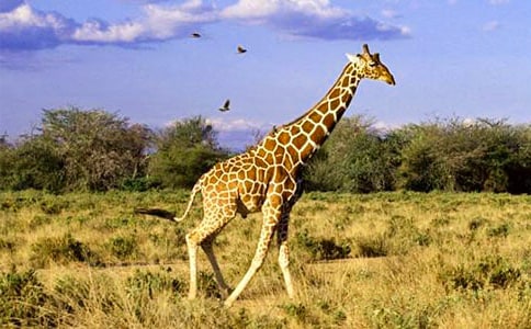 长颈鹿的围巾作文(8篇)