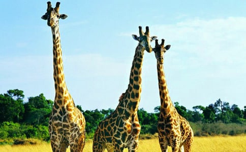 ����¹�¸�����