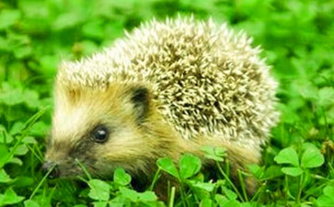 ���С�����ݼ�-ͯ������