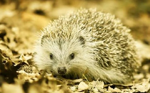 刺猬小姐赶时髦作文