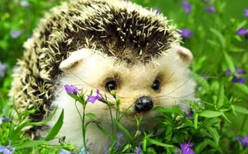 刺猬小姐赶时髦作文(5篇)